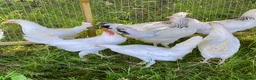 Chickens poultry for sale: Hybrid Hen Chickens For Sale Light Sussex Leghorn in Tonbridge - Advert 4