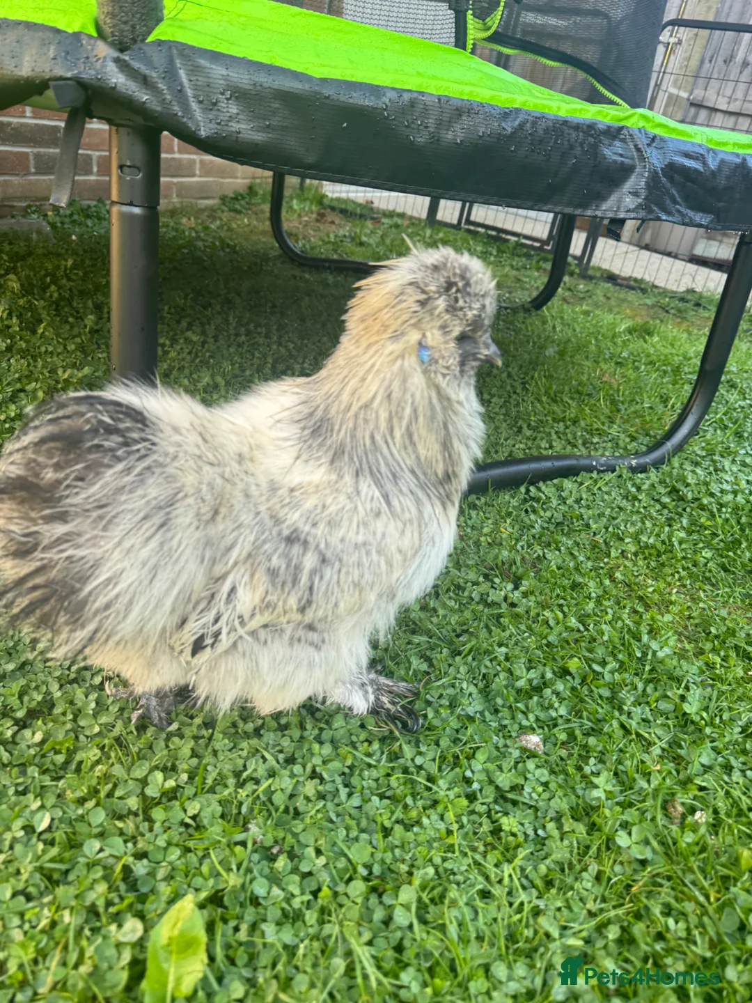 Chickens poultry for sale: Silkie Cockerel in Brentwood - Advert 2