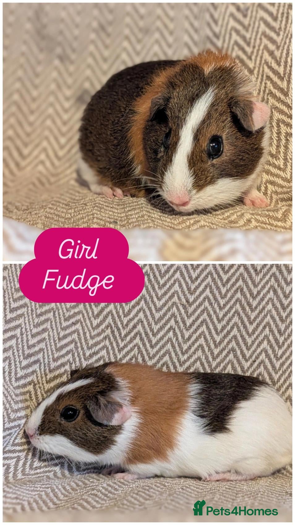Guinea Pig rodents Guinea pig babies  - Advert 2