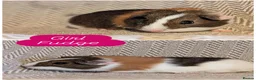 Guinea Pig rodents for sale: Guinea pig babies  - Advert 2