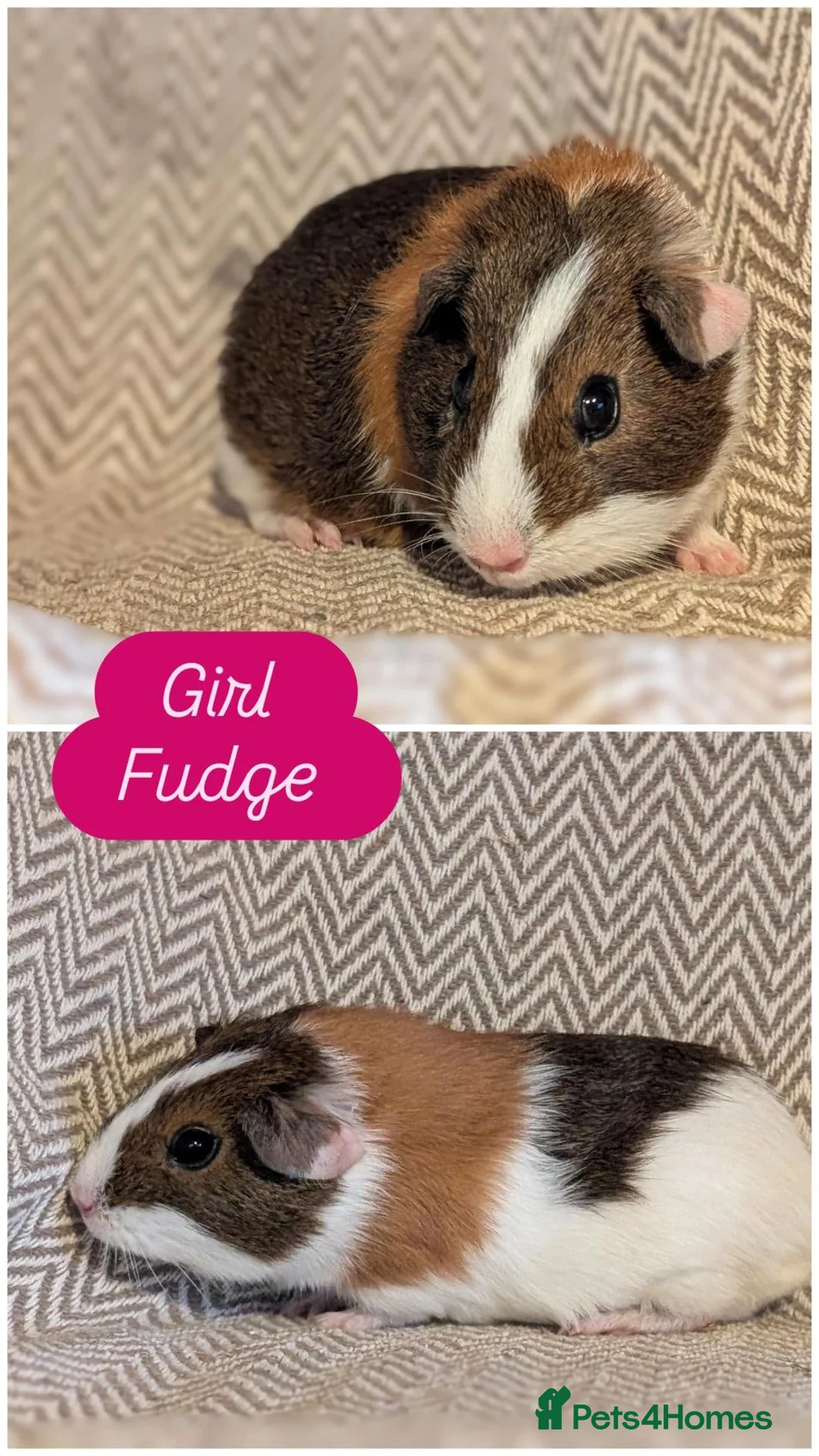 Guinea Pig rodents for sale: Guinea pig babies  - Advert 2