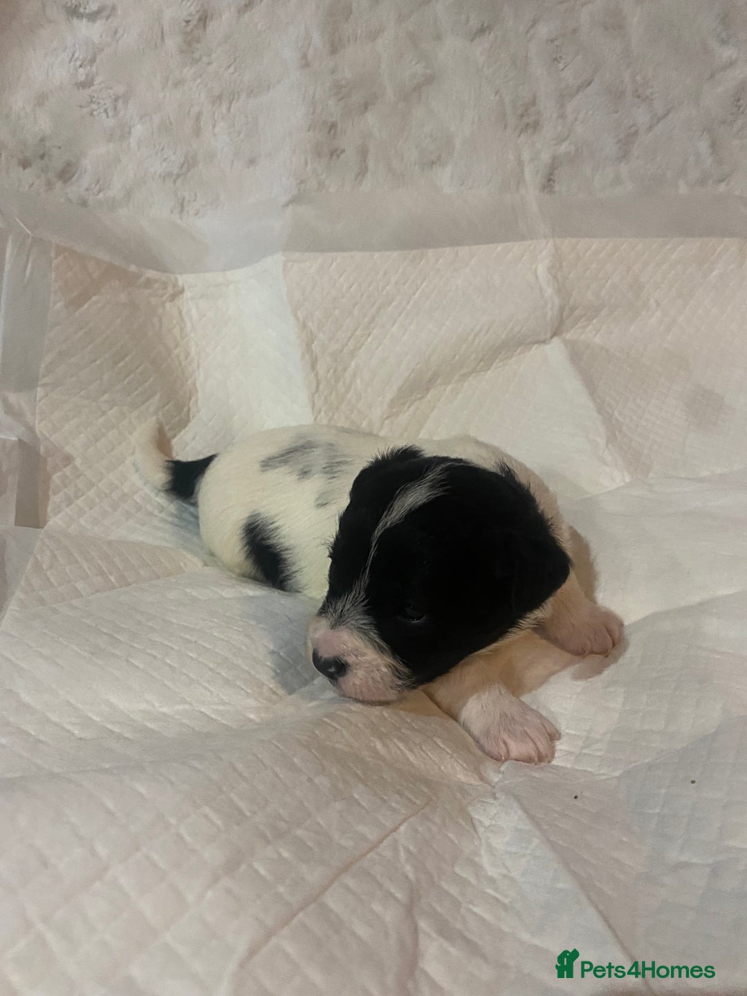 Jackapoo dogs for sale: Jackapoo puppies - Advert 10