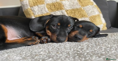 Miniature Dachshund dogs Ready to go - 3 Left - Miniature Dachshund Puppies - Advert 3