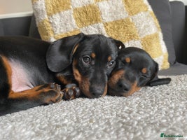 Miniature Dachshund dogs Ready to go - 3 Left - Miniature Dachshund Puppies - Advert 3