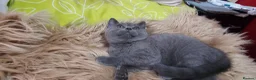 British Shorthair cats for sale: 4 lovely British shorthair kittens - Advert 9