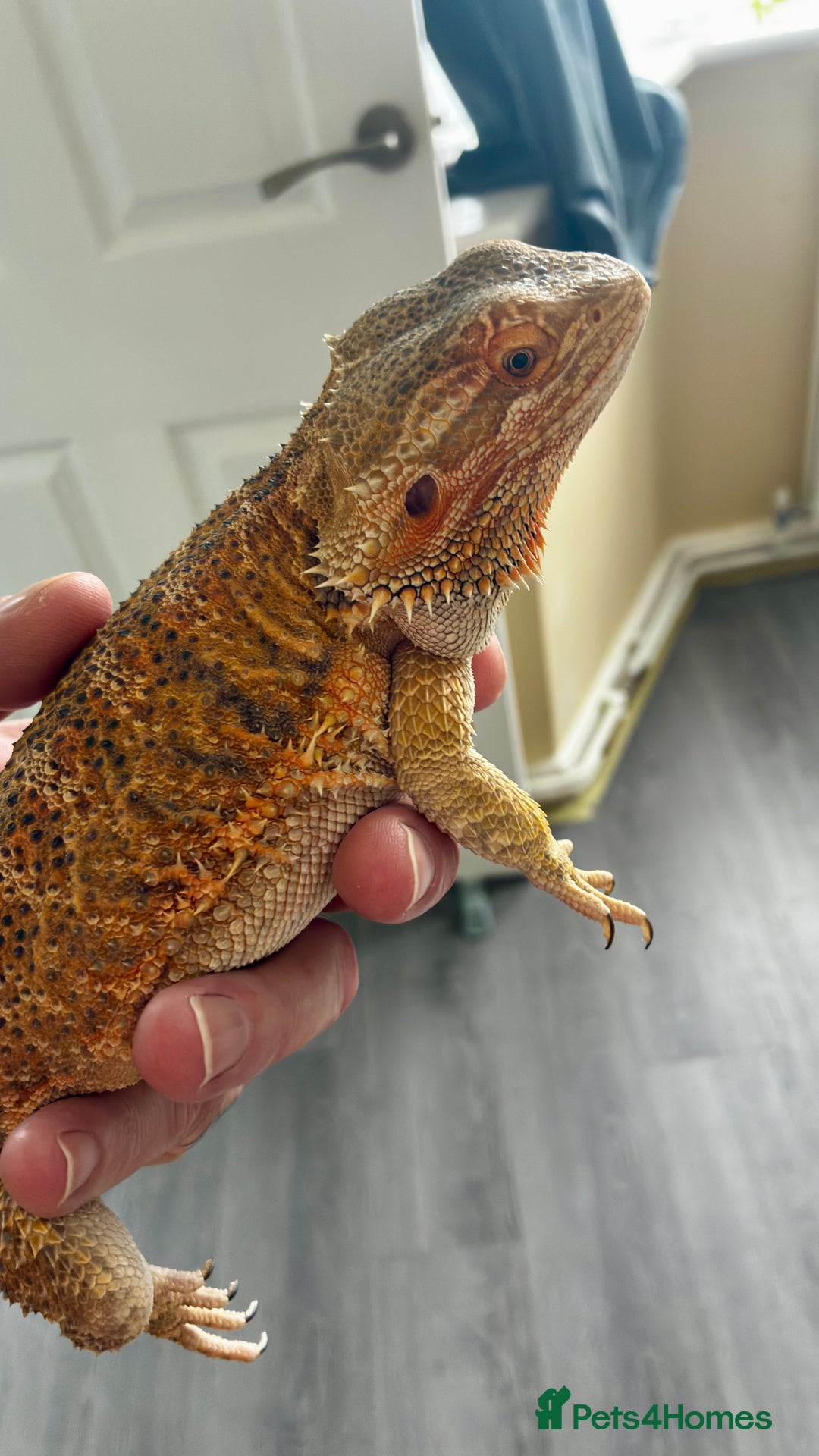 Bearded Dragon reptiles for sale: Beautiful Female bearded dragon with full set up  - Advert 3