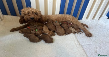 Goldendoodle dogs - Advert 6