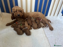 Goldendoodle dogs - Advert 10