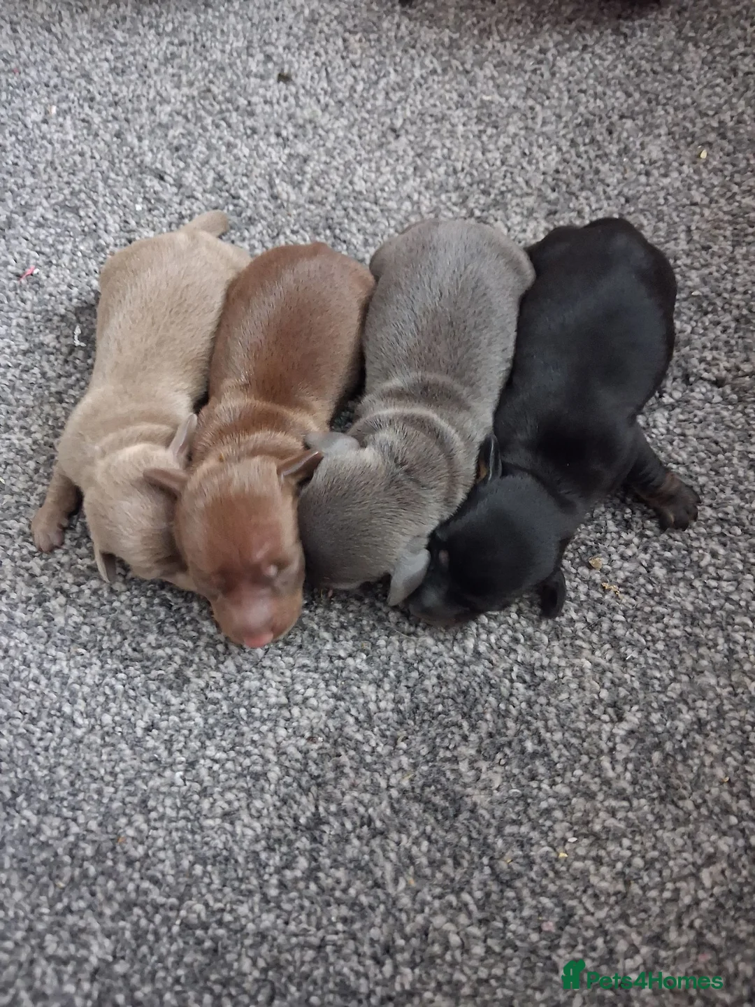 Miniature Dachshund dogs for sale: One blue male miniature dashund  - Advert 2