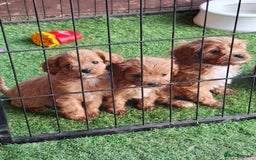 Cavapoo dogs for sale: Adorable F1 Cavapoo puppies  - Advert 7