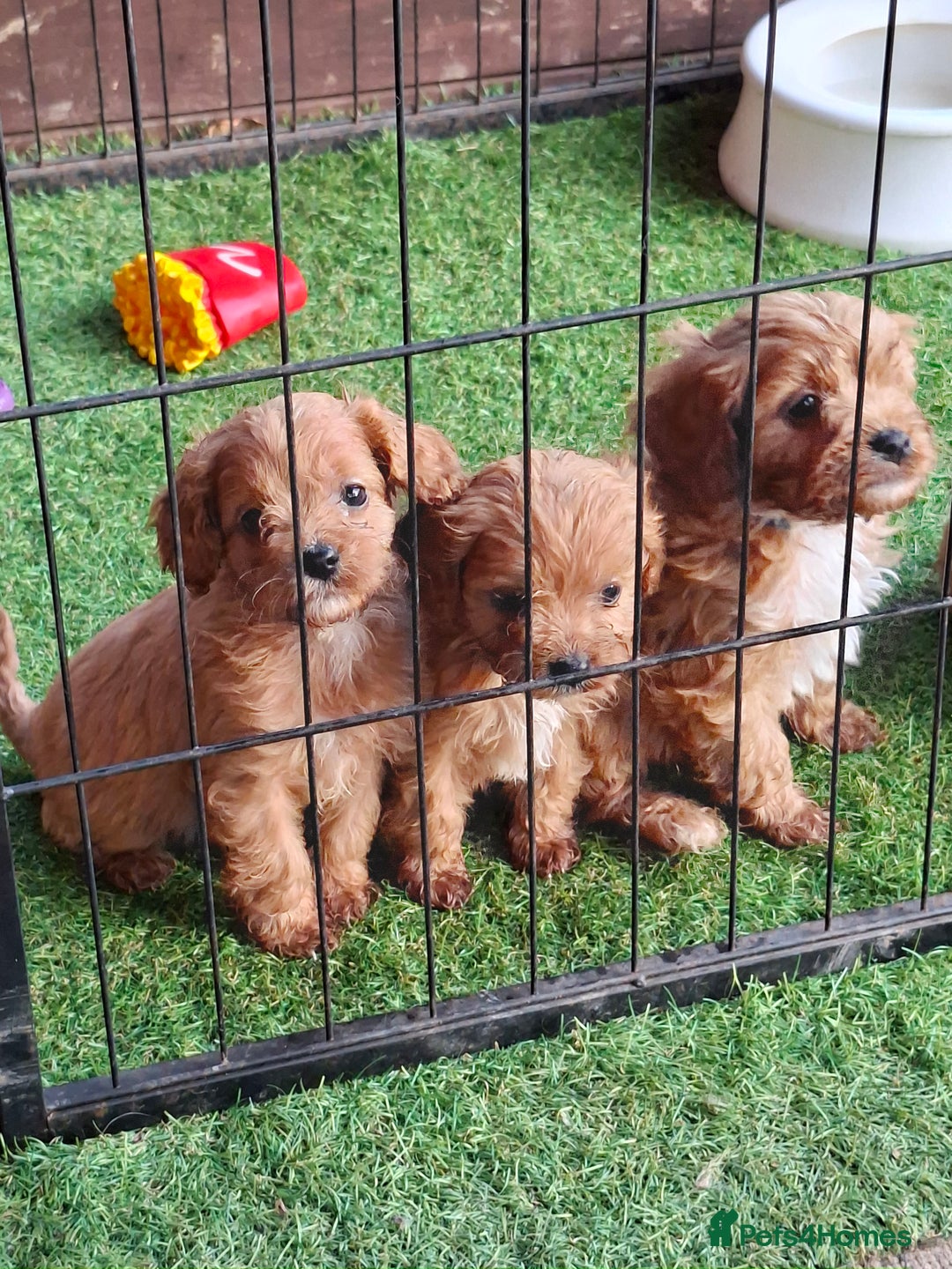Cavapoo dogs for sale: Adorable F1 Cavapoo puppies  - Advert 7