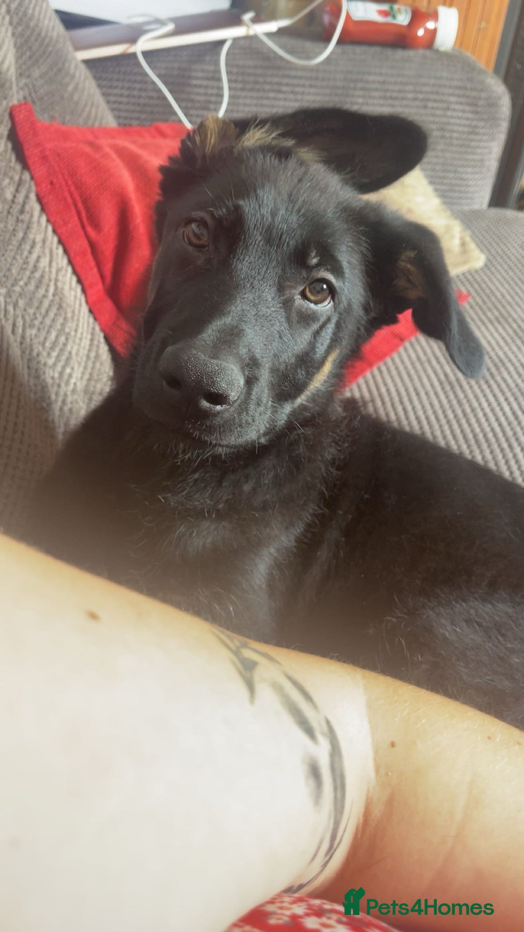 German Shepherd dogs for sale: 2 male German shepherds  in Telford - Image 1