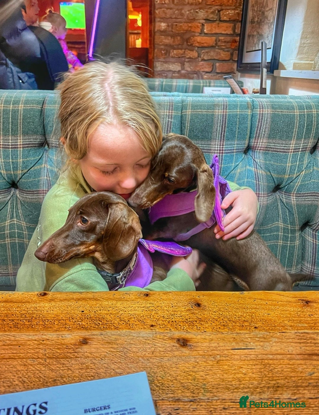 Miniature Dachshund dogs for sale: 2 Miniature Dachshunds - Chocolate & Tan - Image 1