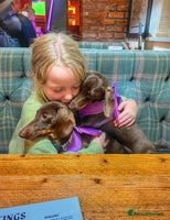 Miniature Dachshund dogs 2 Miniature Dachshunds - Chocolate & Tan - Advert 7