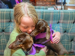 Miniature Dachshund dogs - Advert 1