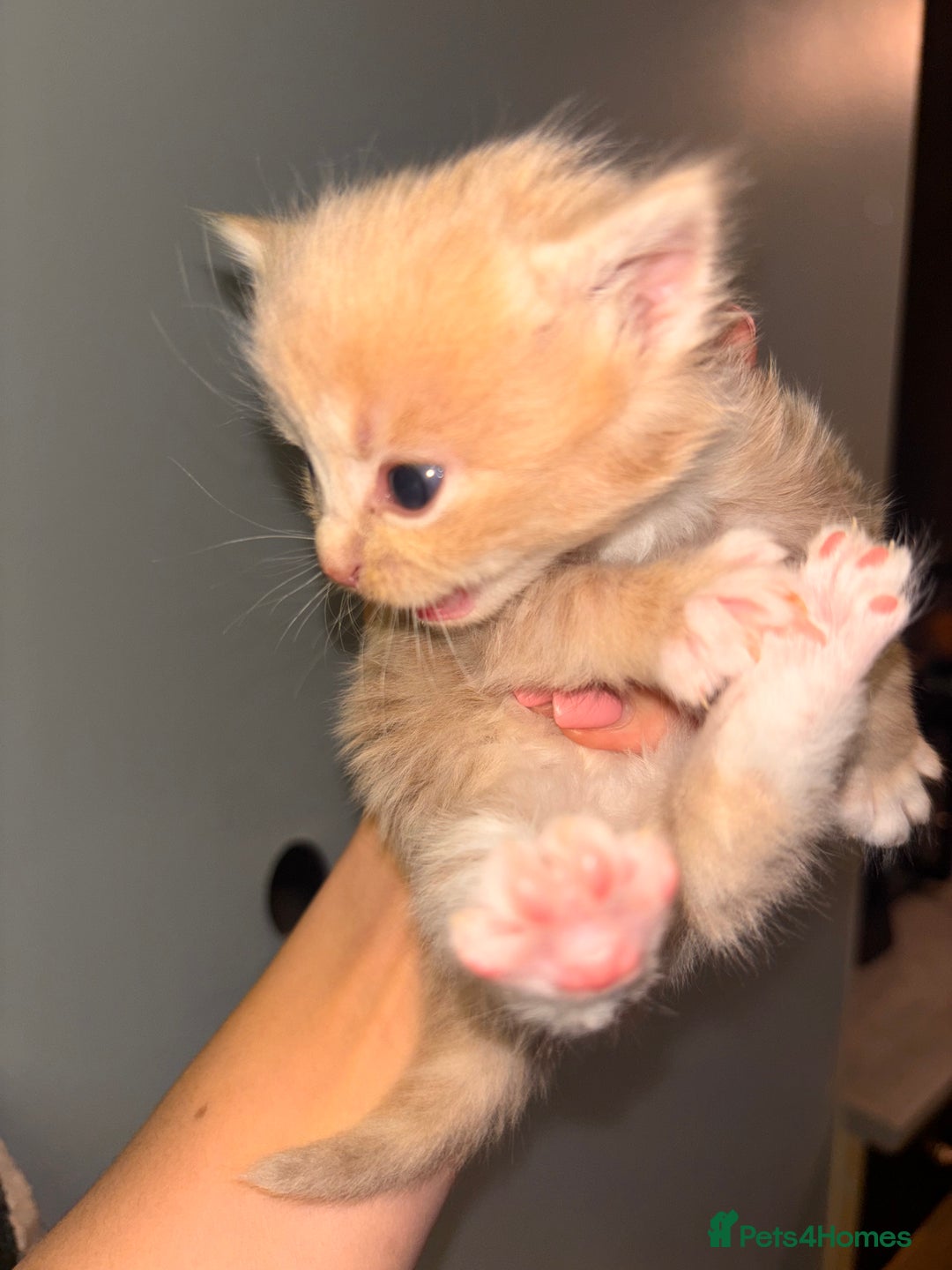 Domestic Shorthair cats for sale: Domestic short hair / long hair  - Image 4
