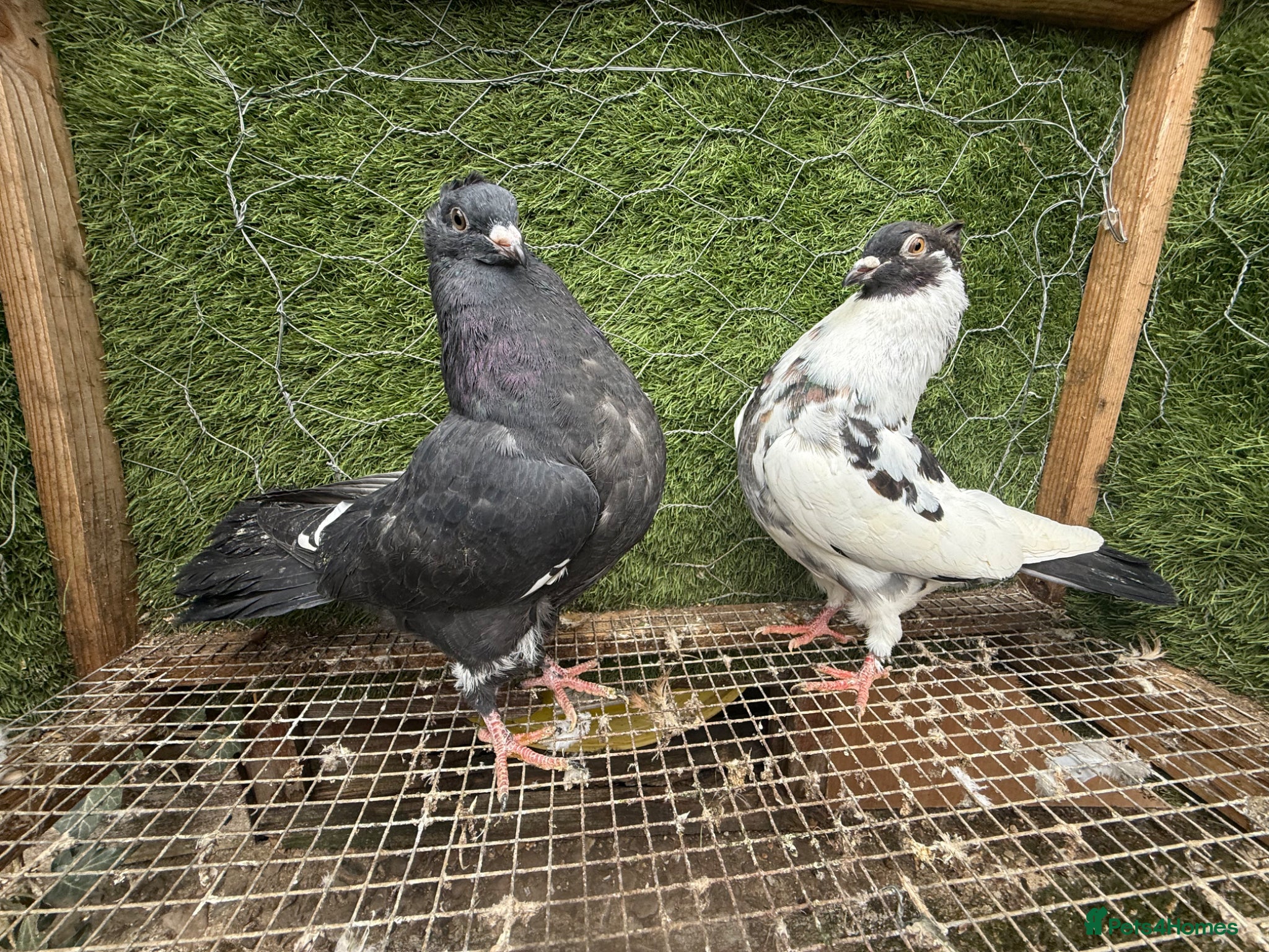 Pigeons birds Rampuri Highflyers & Iranian Pigeons for Sale - Advert 2
