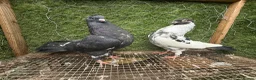 Pigeons birds for sale: Rampuri Highflyers & Iranian Pigeons for Sale - Advert 3
