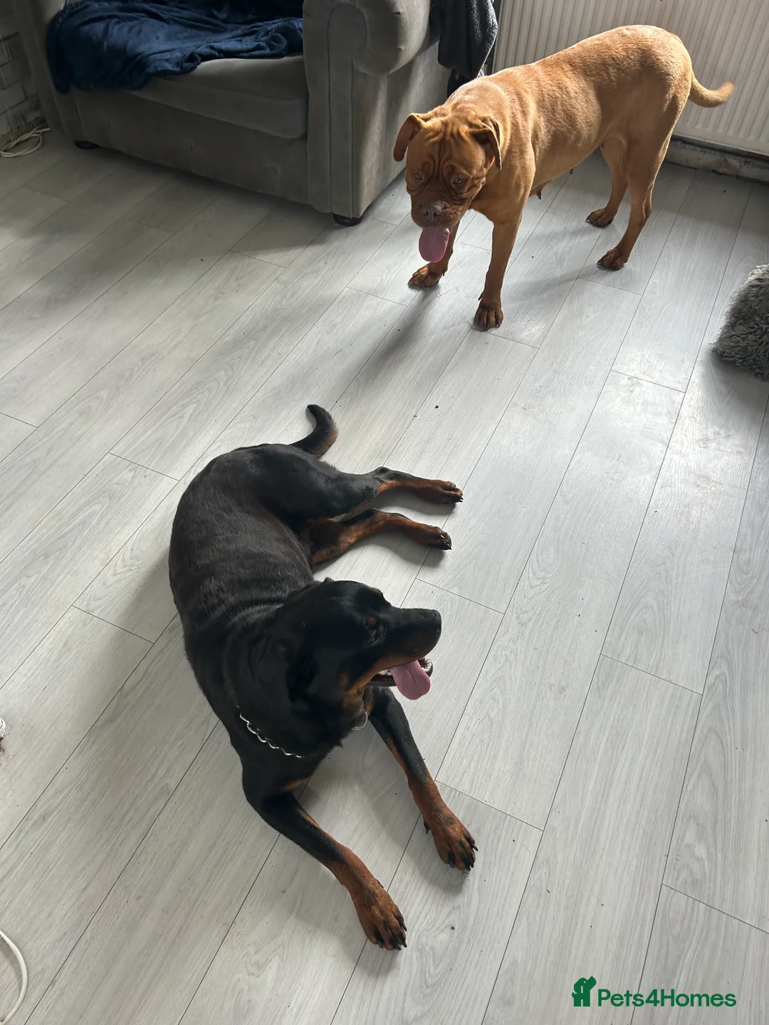 Rottweiler dogs for sale: Beautiful friendly girl rottie - Advert 1