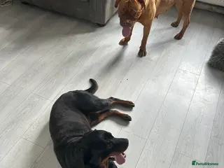 Rottweiler dogs Beautiful friendly girl rottie - Advert 1