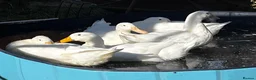 Ducks poultry for sale: Cherry Valley Drakes in Bury Saint Edmunds - Advert 1