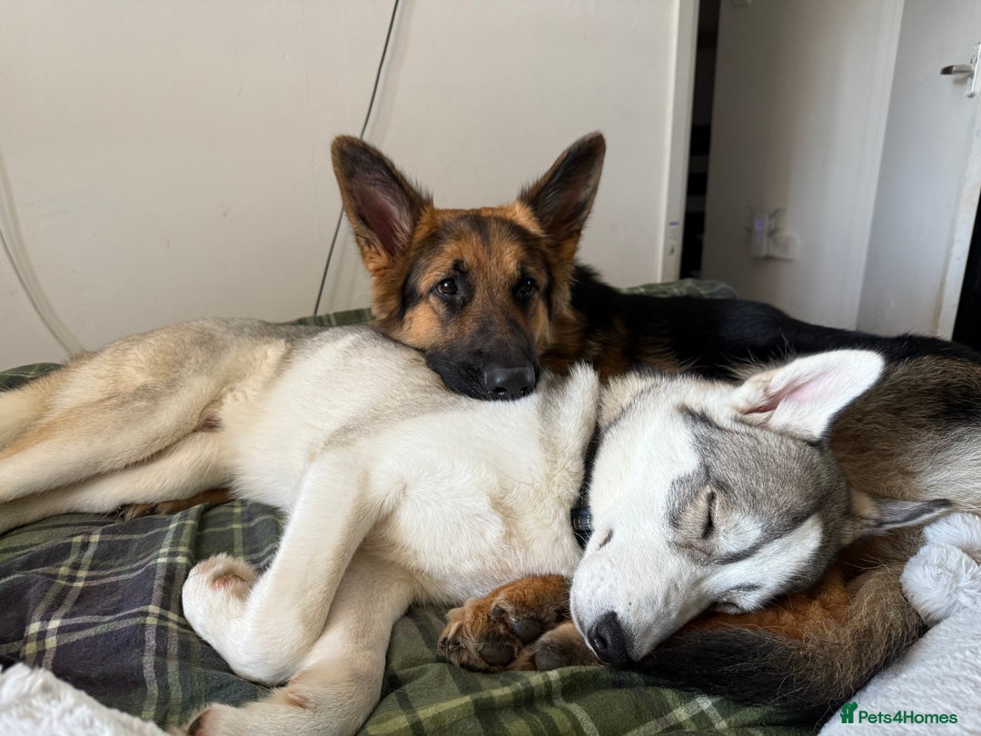 Siberian Husky dogs for sale: Siberian husky - Image 2