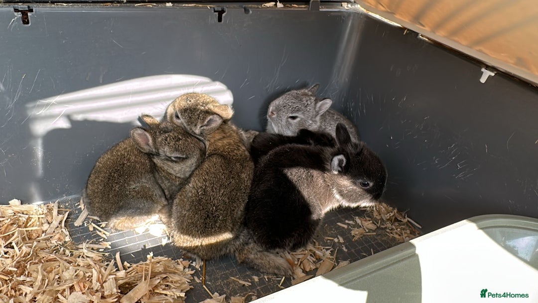 Netherland Dwarf rabbits for sale: Gorgeous Netherland Dwarf Rabbits - Ready in Sept - Image 1