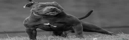 Staffordshire Bull Terrier dogs for stud: Blue Staffordshire Bull Terrier Champion Stud in Swansea - Advert 5