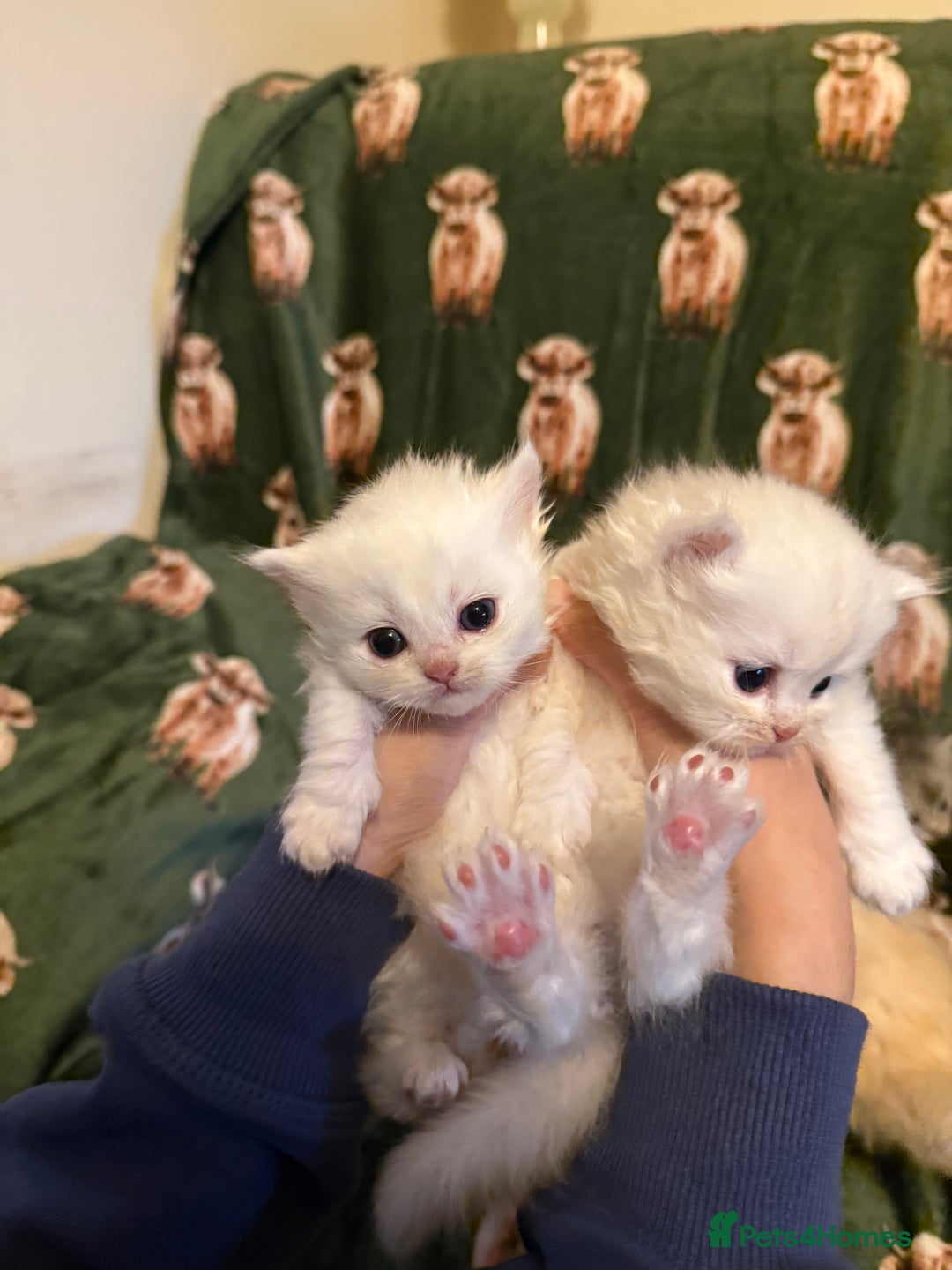 Persian cats for sale: 🌟 Trio of Precious, Purebred Persian Kittens 🌟 - Image 10