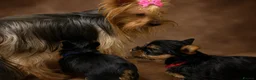 Yorkshire Terrier dogs for sale: True Mini Yorkie Puppies - Advert 21