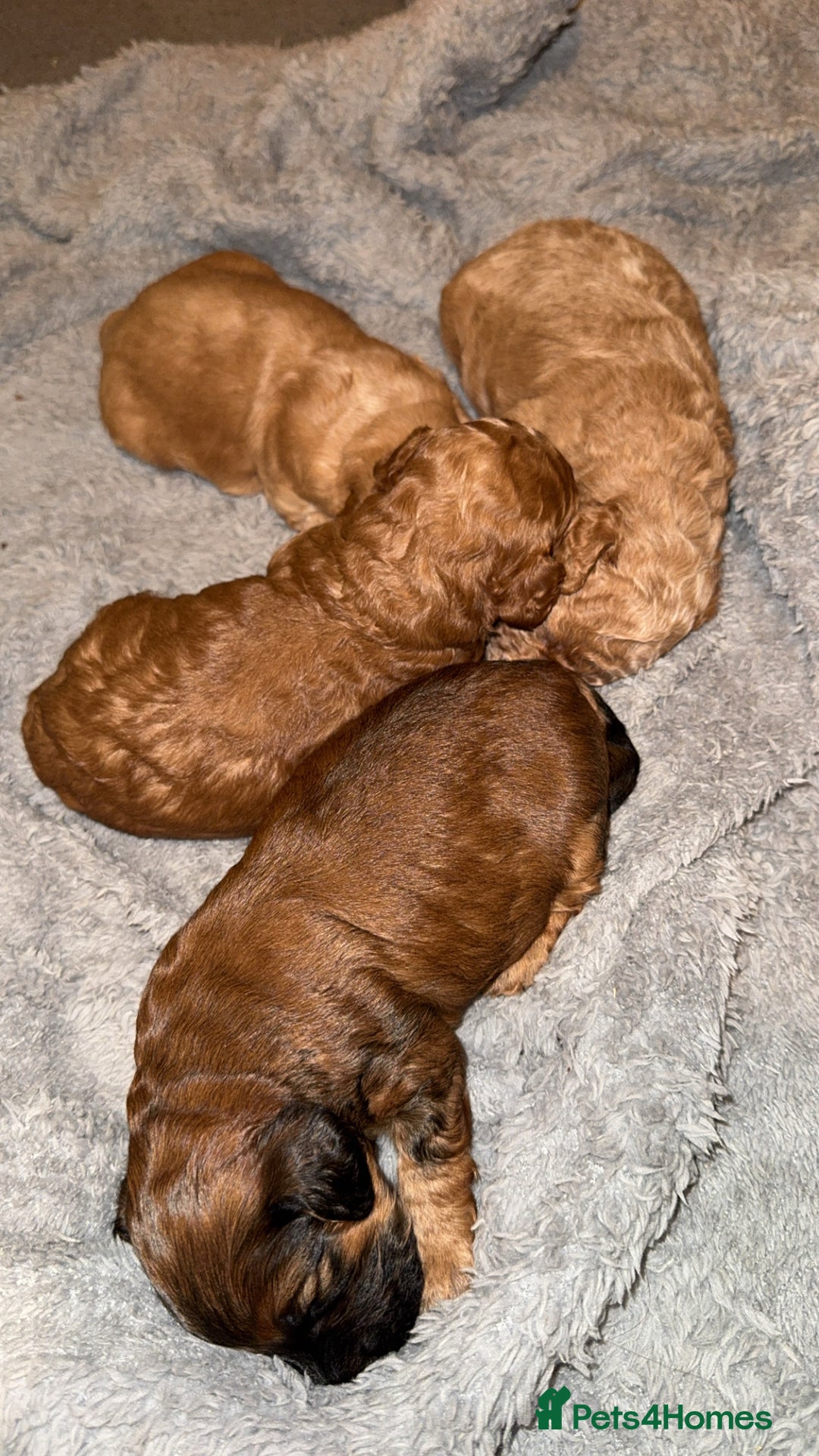 Cockapoo dogs for sale: Cockapoos puppies 😍😍 - Advert 5
