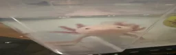 Axolotl reptiles for sale: Male axolotl  - Advert 1