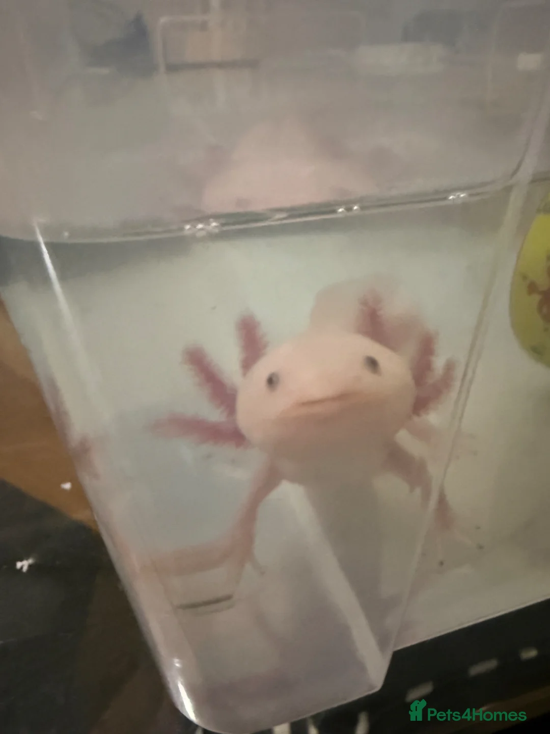 Axolotl reptiles for sale: Male axolotl  - Advert 1