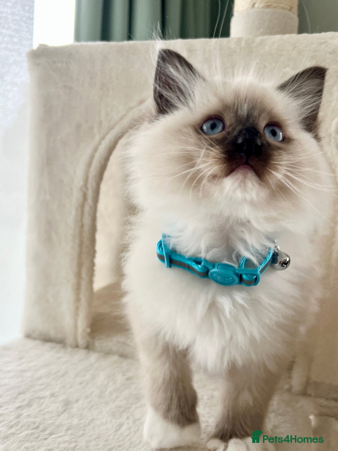 Ragdoll cats for sale: Beautiful Ragdolls 3 🩵 Boys 2 Girls 🩷 - Image 3