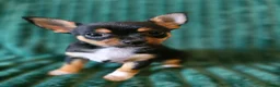 Chihuahua dogs for sale: Little Chihuahua Boy Looking for his forever home. - Advert 5