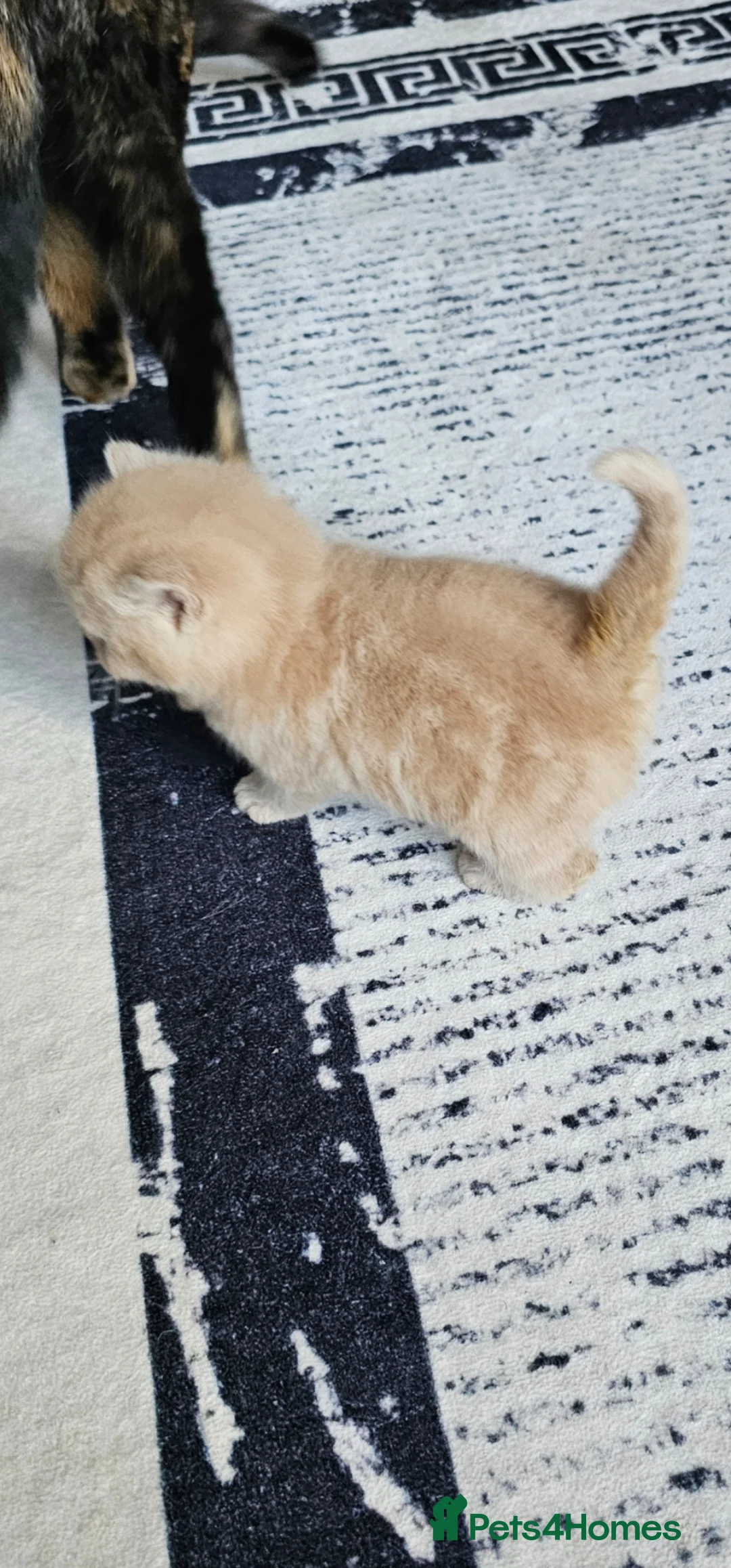 British Shorthair cats for sale: Beautiful pedigree British shorthair kittens 😸  - Advert 2