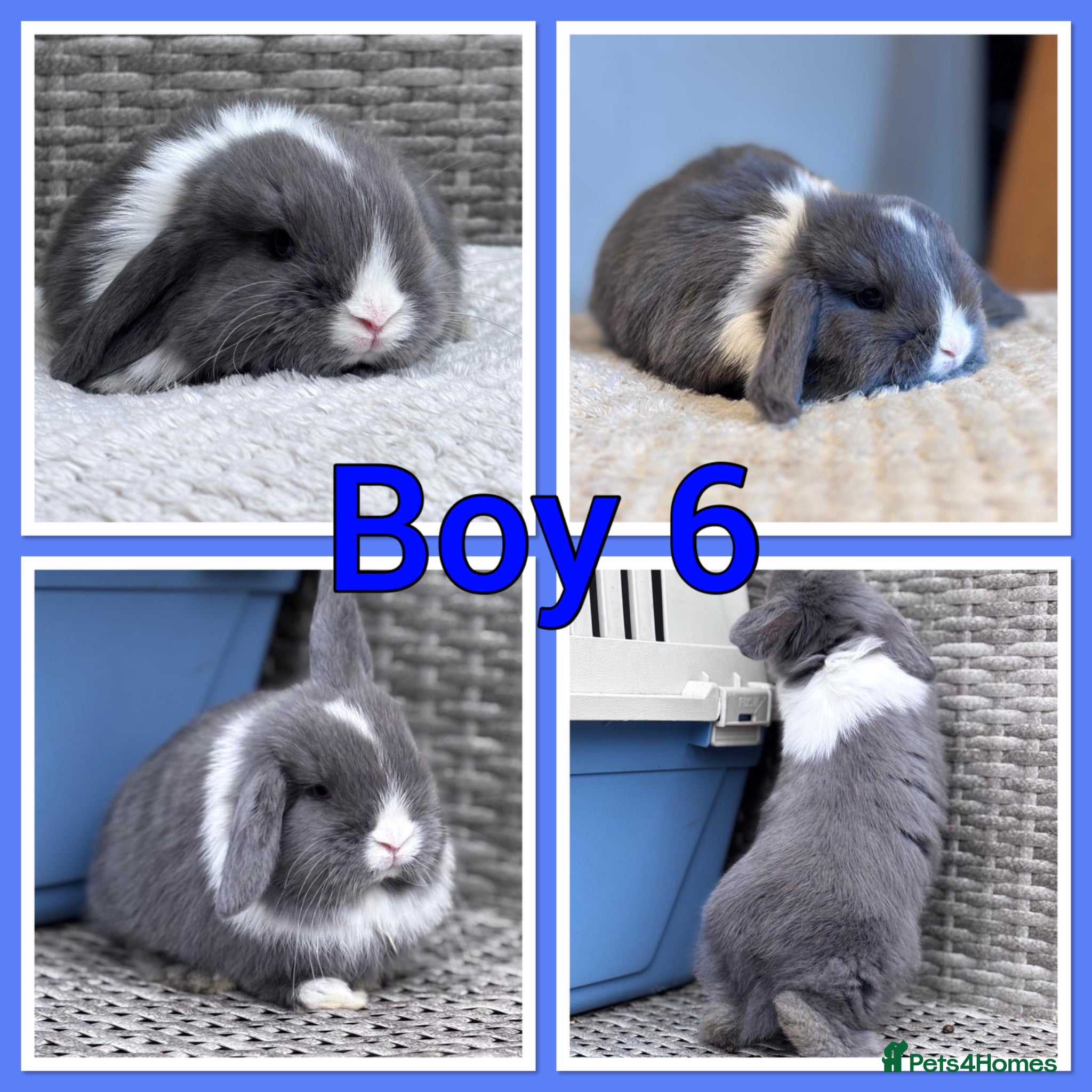 Mini Lop rabbits Mini lop babies  - Advert 2