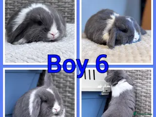 Mini Lop rabbits Mini lop babies - Advert 2