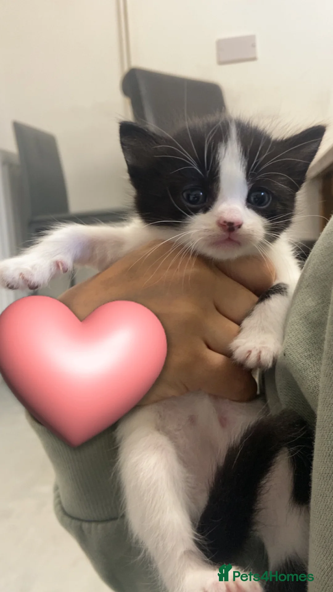 Mixed Breed cats for sale: kittens - Advert 6