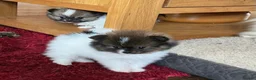 Pomeranian dogs for sale: True Tiny pomeranians teddy bear faced*ready now * - Advert 12