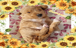 Australian Labradoodle dogs for sale: Stunning red F1b Australian Labradoodle puppies  - Image 8