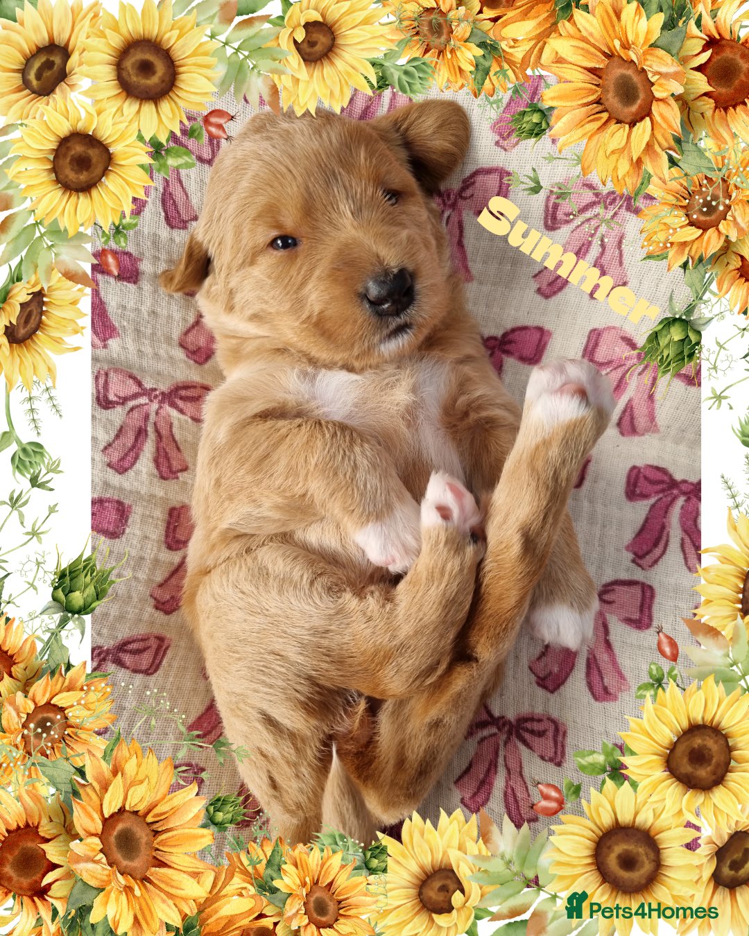 Australian Labradoodle dogs for sale: Stunning red F1b Australian Labradoodle puppies  - Image 8