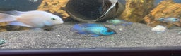 Other/Mixed Breed fish for sale: Different species available  - Advert 3
