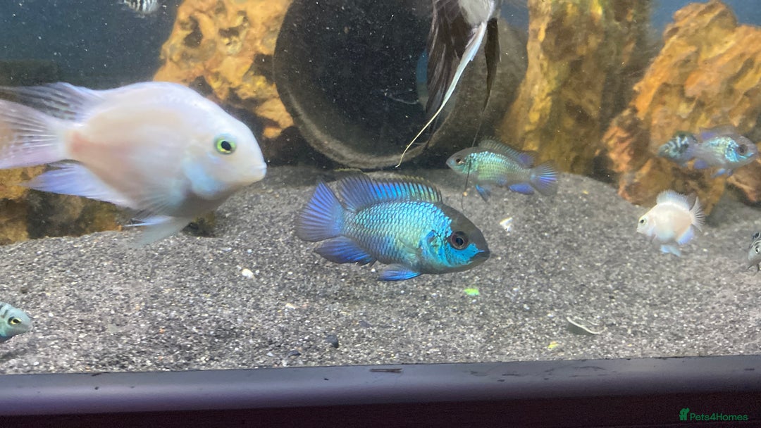 Other/Mixed Breed fish for sale: Different species available  - Advert 3