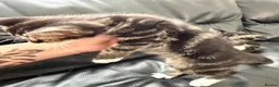 Mixed Breed cats for sale: 2 fluffy male tabby kittens 11 weeks old  - Advert 6