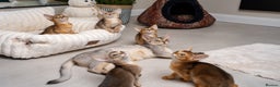 Abyssinian cats for sale: 6 Amazing Abyssinians, Extra Lovlely Personality - Advert 34