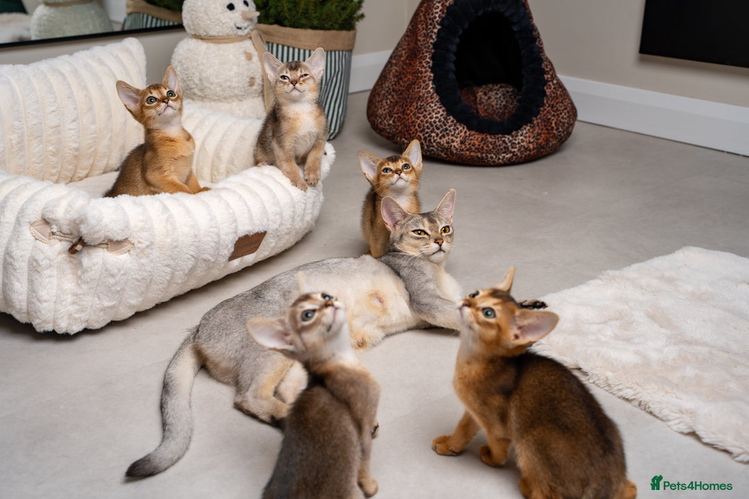Abyssinian cats for sale: 6 Amazing Abyssinians, Extra Lovlely Personality - Advert 34