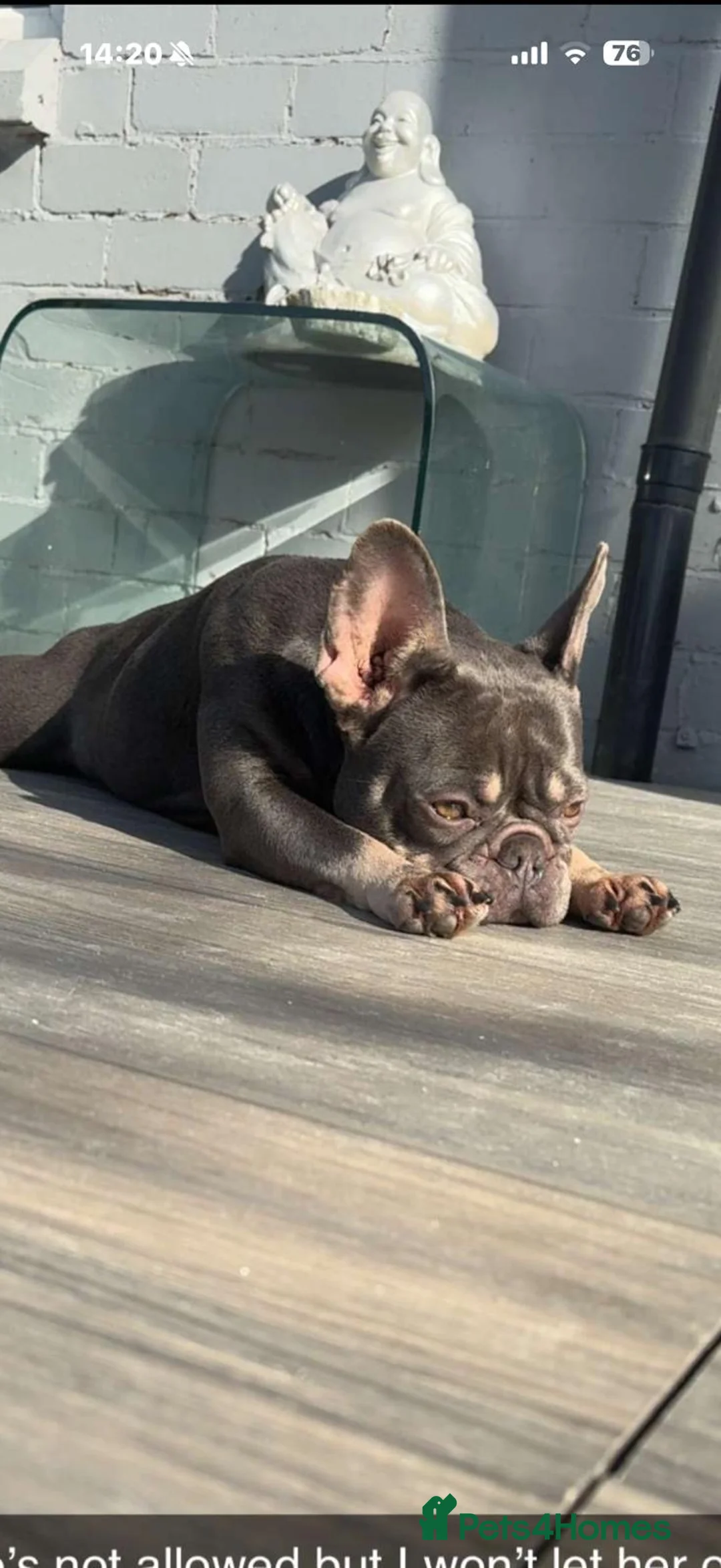 French Bulldog dogs for sale: French Bulldogs  in Oldham - Advert 1