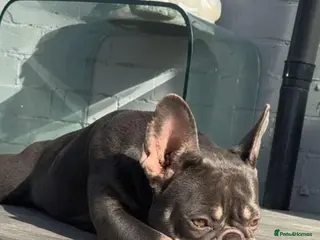 French Bulldog dogs French Bulldogs - Advert 1