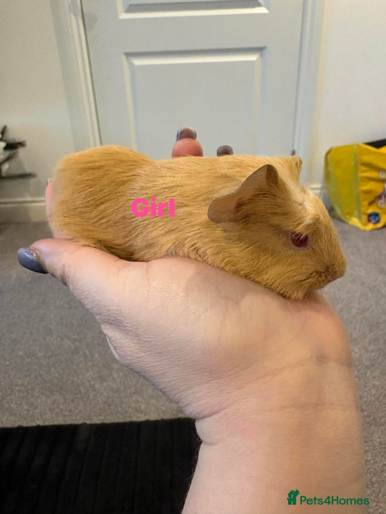 Guinea Pig rodents Guinea pigs  - Advert 16